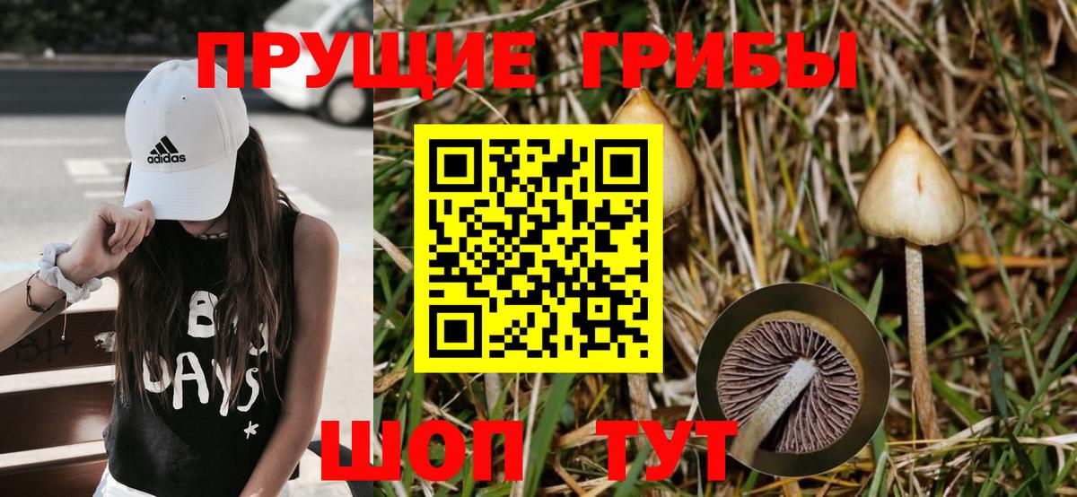 Галлюциногенные грибы Cubensis Волхов