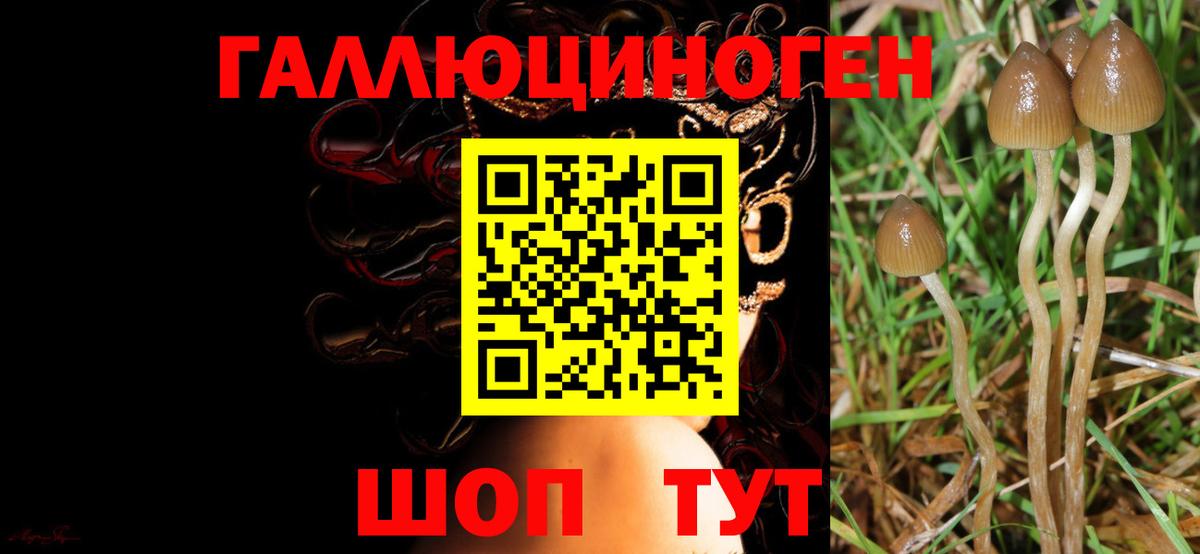 Галлюциногенные грибы мицелий  Вход с VPN  Волхов  Галлюциногенные грибы Cubensis 